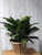 6 Inch Peace Lily 