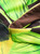 LOUISA BALLOU Sea clothing Green LP-1171044000
