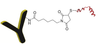Chemical structure of Antibody peptide conjugate prepared using CM32402 PerKit Antibody Peptide Conjugation Kit