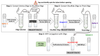 HRP−Oligo Conjugation Workflow/schematic diagram used in CM53407 PerKit™ HRP Oligo Conjugation Kit (Single Label with Amine Oligo)