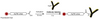 AqT® Fluor Labeling Antibody via Amide Formation