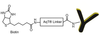 AqT® Biotinylated Antibody via Surface Amines
