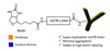 AqT® Biotin Labeled Antibody via Amide Formation