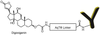 AqT® Digoxigenin labeled Antibody via Surface Amines