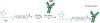 AqT® Biotin Labeling ADC via Amide Formation