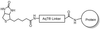 AqT® biotinylated protein via amide formation