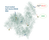 AqT® Biotinylated BSA-SN38 Cartoon