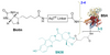 Chemical structure of CM86158 AqT® Biotinylated BSA-SN38 conjugate