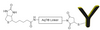 AqT® Biotin Site-Specific Labeled Antibody via Reduced Thiols