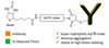 AqT® Biotin Site-Specific Labeled Antibody via Reduced Thiols