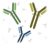 Antibody image