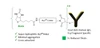 CM86173 AqT® Biotin Goat Anti-Human IgG, Fcγ Fragment Specific, Cross-Adsorbed Chemical Structure