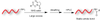 Scheme: oligo labeling through an NHS ester