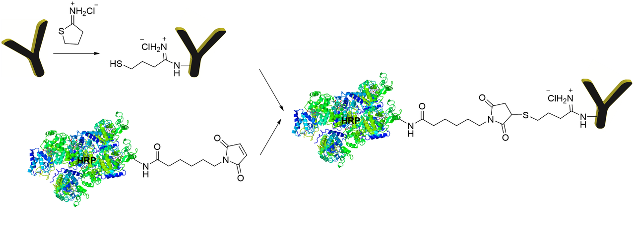 CM51406 HRP-antibody conjugation kit reaction scheme