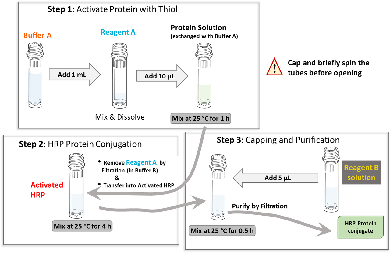 Reaction Scheme/workflow for generating HRP-Protein conjugates using CM52421 PerKitâ„¢ HRP-Protein Conjugation Kit (HMW)