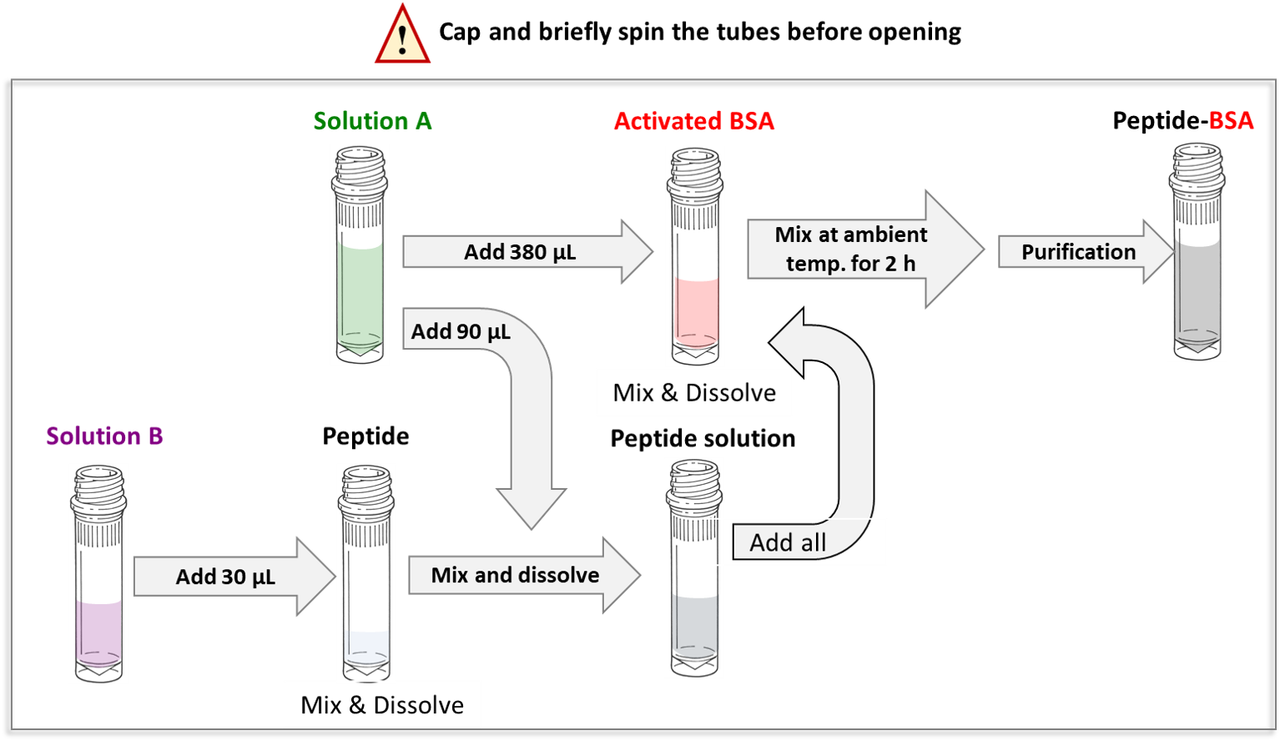 Schematic diagram of the workflow for preparing BSA-Peptide conjugates using CellMosaic's Kit.