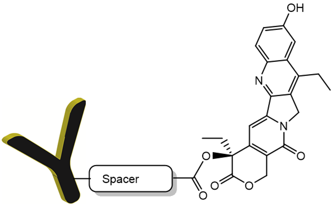 Antibody SN38 (7-ethyl-10-hydroxycamptothecin) Conjugation Kits