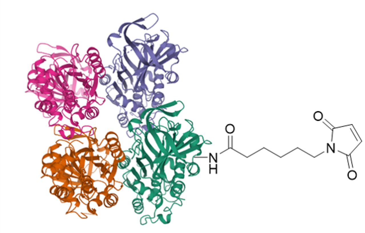 Chemical structure of Maleimide Activated ova, depicting a single maleimide label.  Actual product contains 5-15 maleimide groups per Ova.