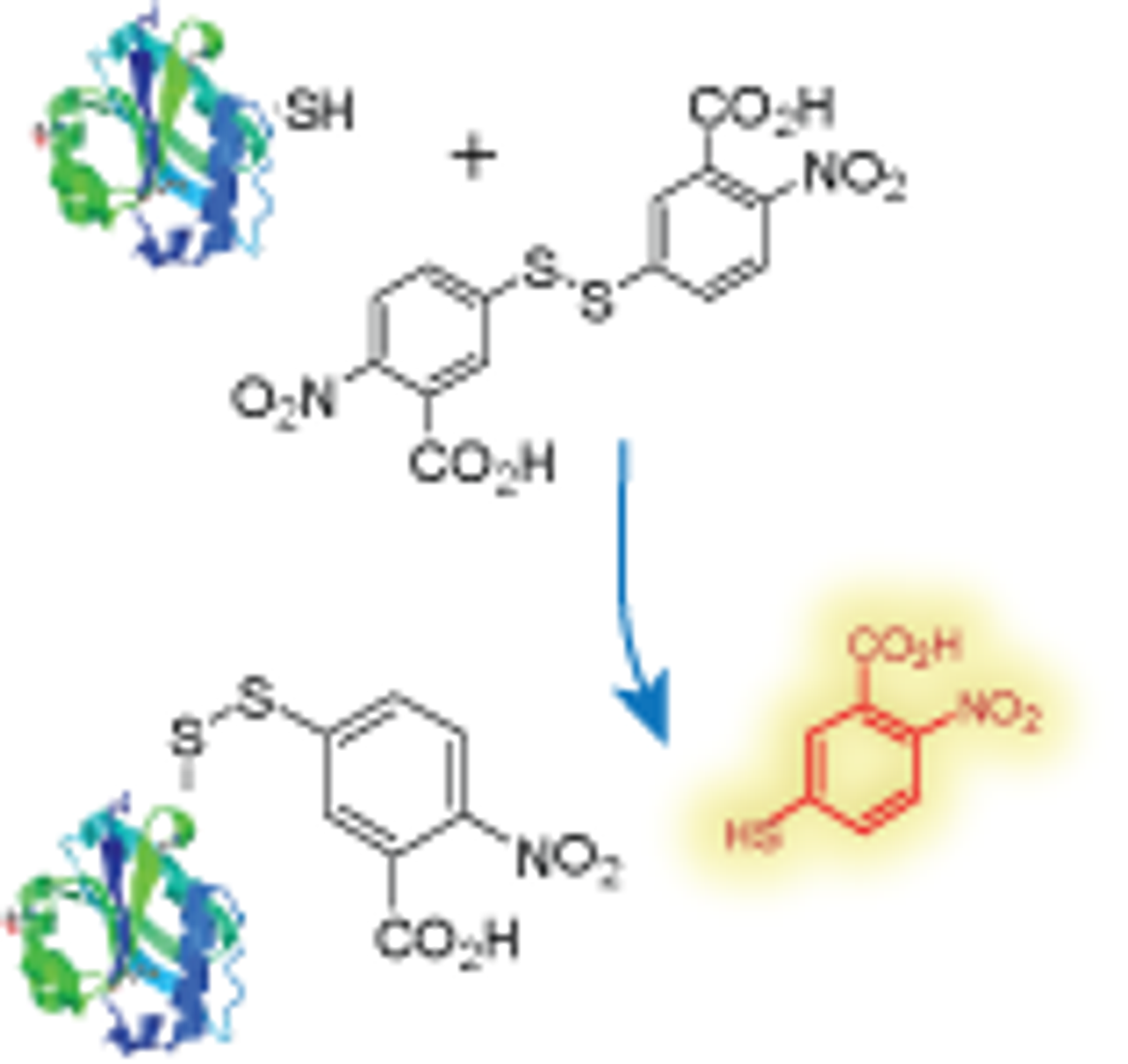 Scheme for Thiol assay kit CM90004, Ellman's assay