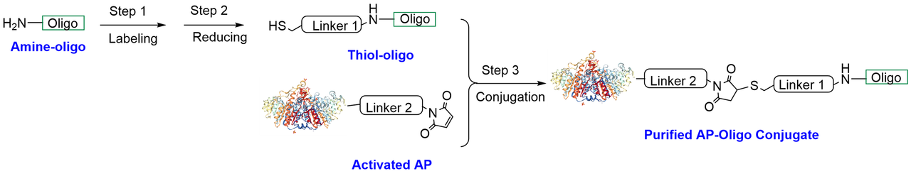 AP oligo conjugation labeling chemistry/reaction scheme used in CM53403  PerKit™ AP Oligo Conjugation Kit (Single Label with Amine Oligo)