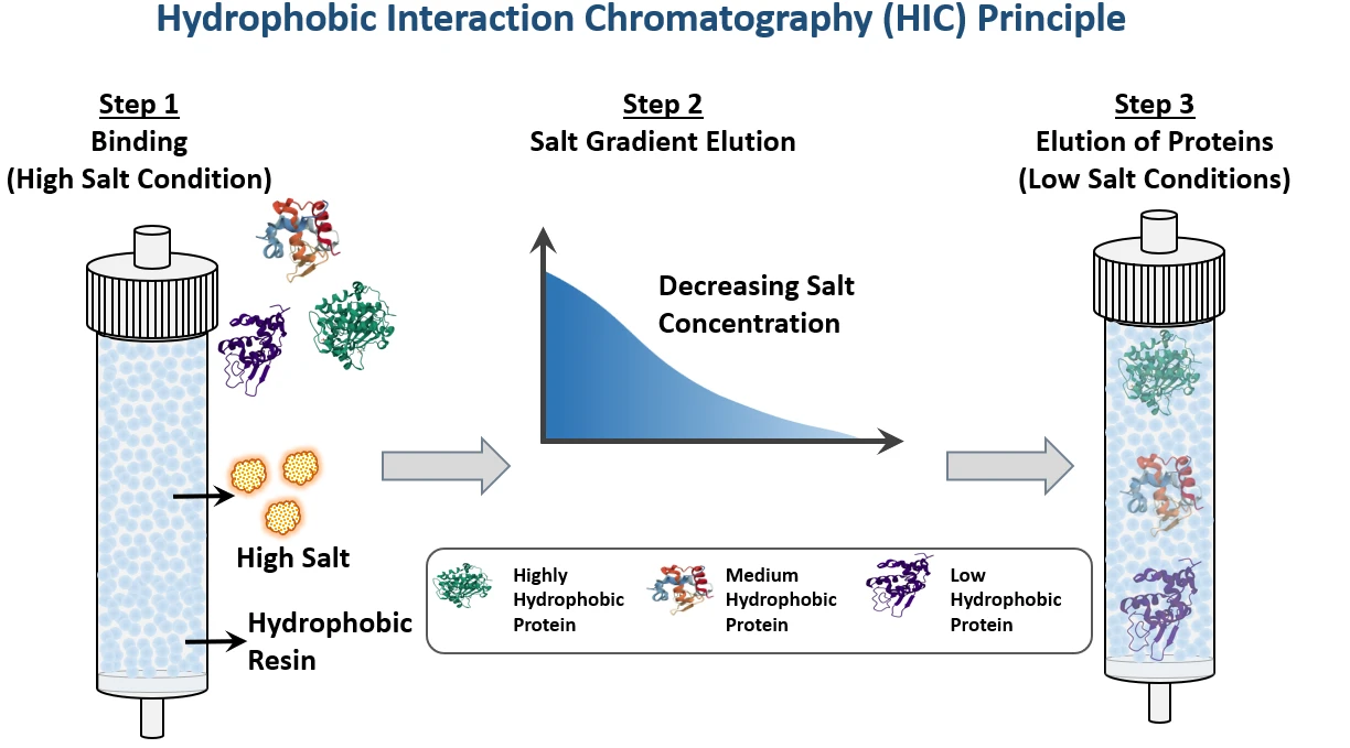 HIC HPLC Analysis of Biopolymer, Conjugate, and ADC
