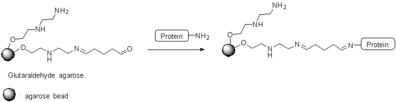 Reaction scheme for the immobilization of protein on SepSphere™ glutaraldehyde agarose beads
