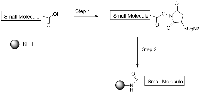Reaction chemistry/scheme for generating KLH Small Molecule Acid Conjugates using CM52426 PerKit KLH Universal Small Molecule Acid Conjugation Kit