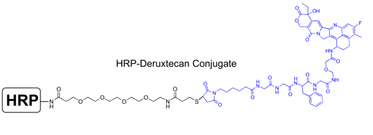 Chemical Structure of HRP Deruxtecan (Dxd) Conjugate