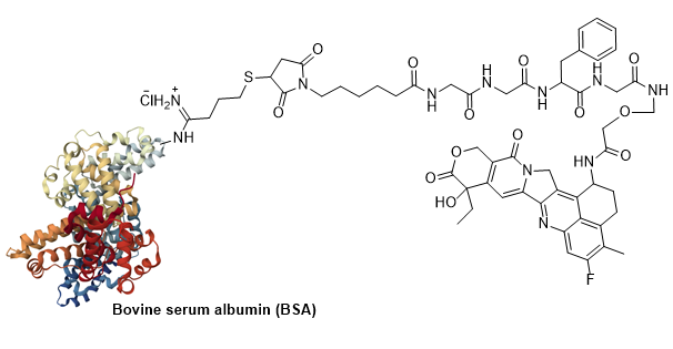 CM52140: BSA-Deruxtecan Conjugate