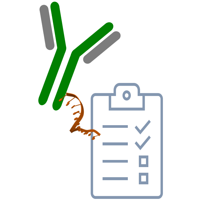 Routine Antibody-Oligo Conjugation (AOC) Single Labeling