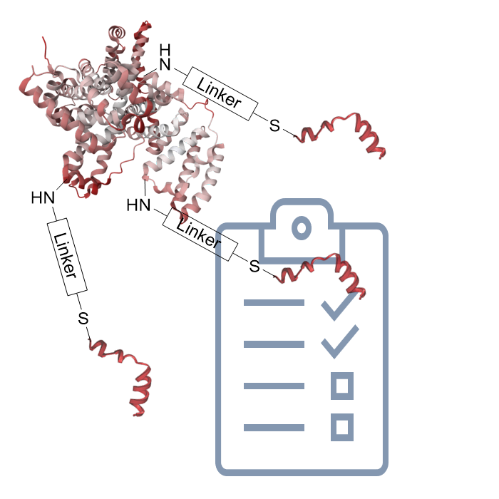 Routine BSA-Peptide Conjugation