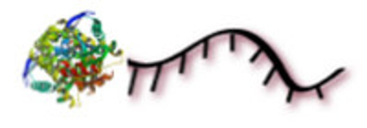 Single Labeled AP-Oligo Conjugate
