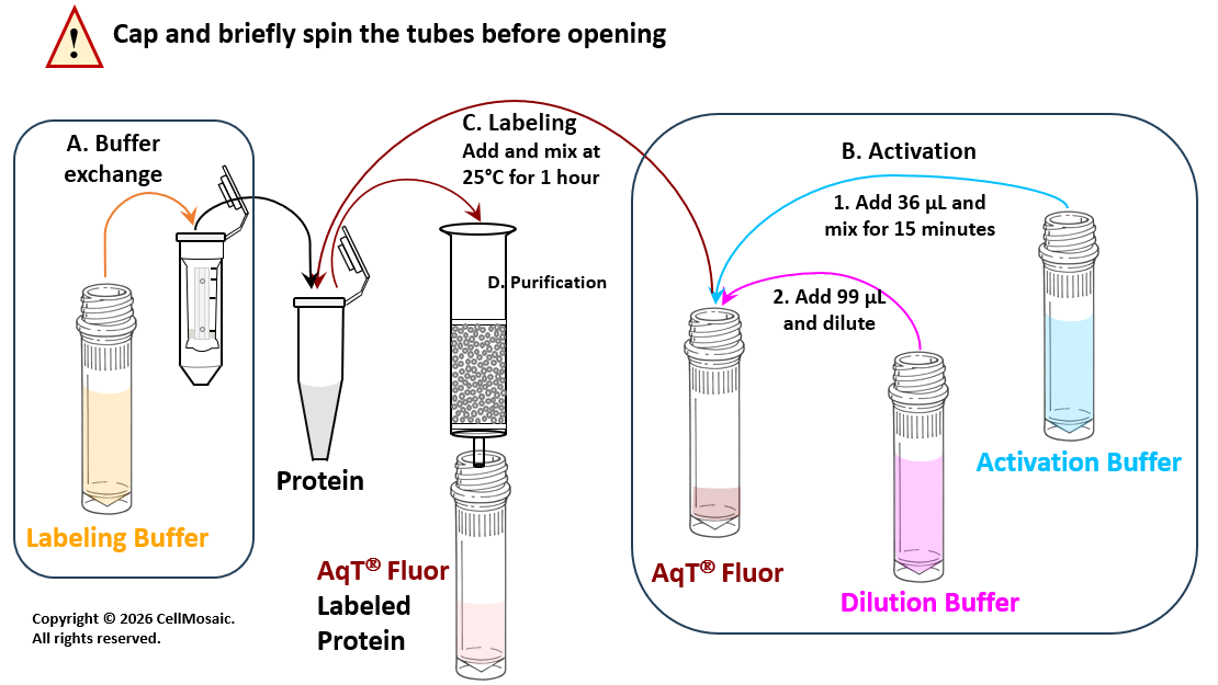 Workflow for preparing AqT® Fluor 750 labeled protein (20 nmol scale reaction)