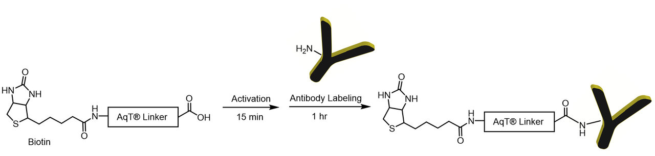 AqT® Antibody Biotinylation via Amide Formation
