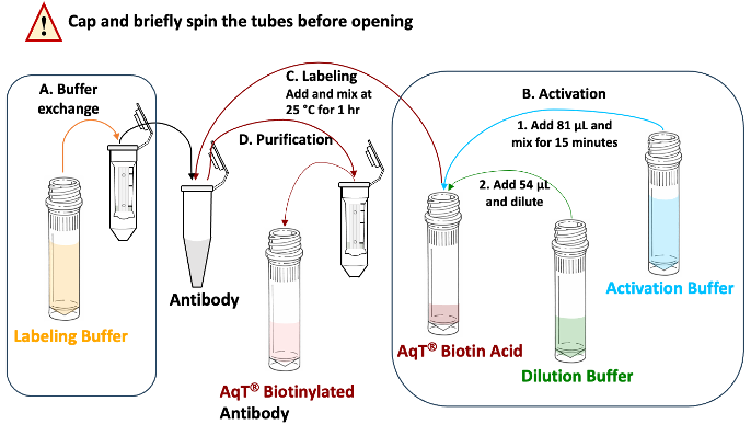 Workflow for Preparing AqT® Antibody Biotinylation (3 mg scale reaction) within 2 Hours