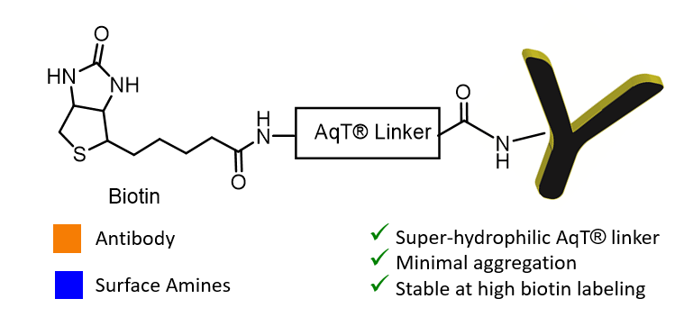 AqT® Biotin Labeled Antibody via Amide Formation