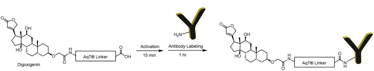 AqT® Digoxigenin Labeling Antibody via Amide Formation