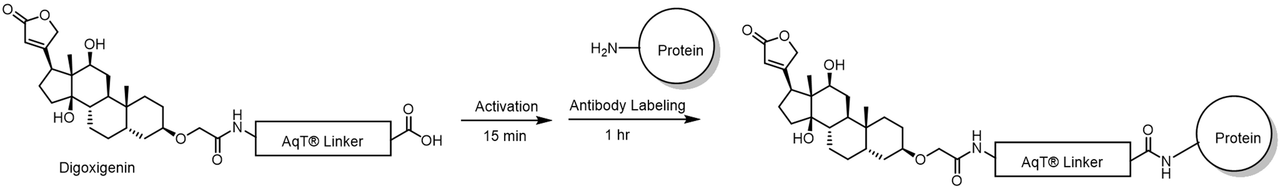 AqT® digoxigenin protein labeling via amide formation