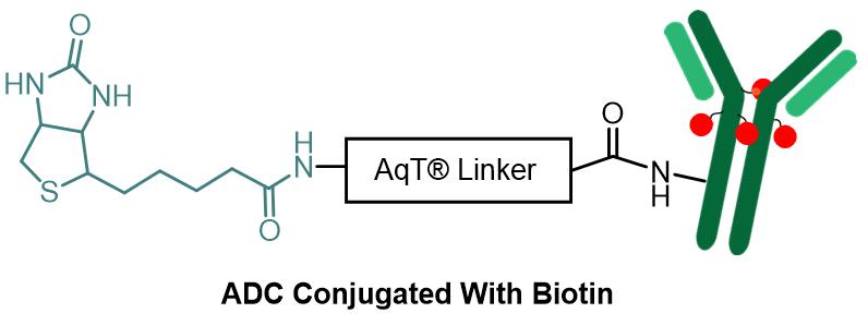 AqT® biotin labeled Antibody-Drug Conjugate (ADC) via Surface Amines
