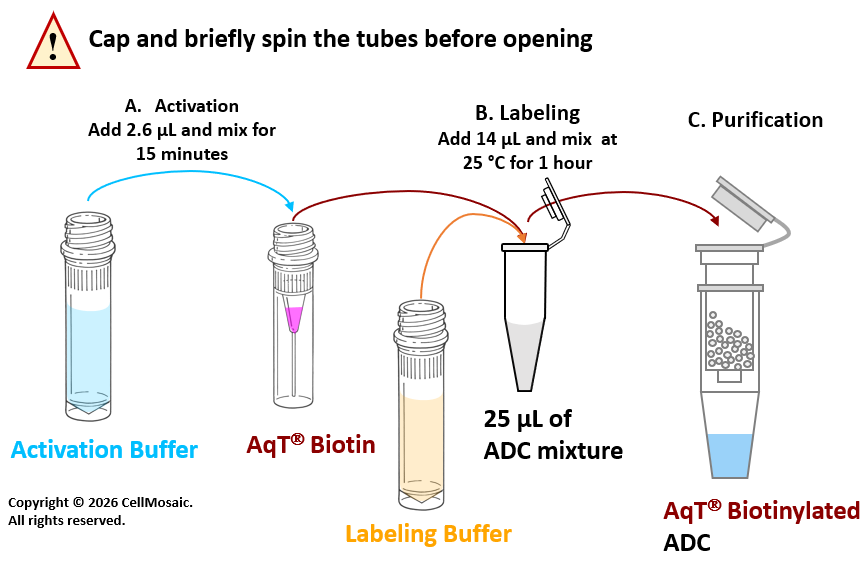 Workflow for Preparing AqT® Biotinylated ADC (100 microgram scale reaction) within 1 Hour