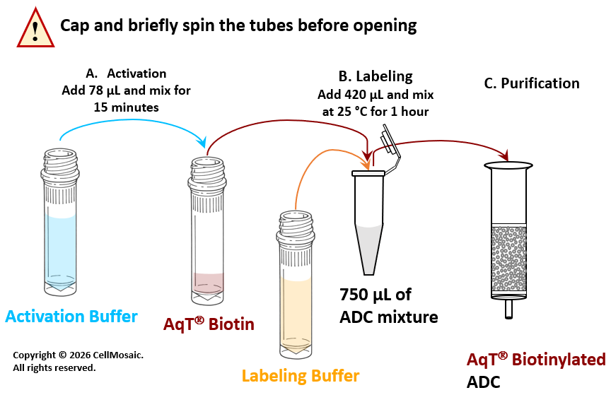 Workflow for Preparing AqT® Biotinylated ADC (3 mg scale reaction) within 1 Hour