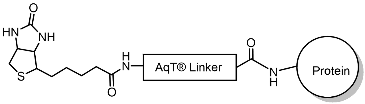 AqT® biotinylated protein via amide formation