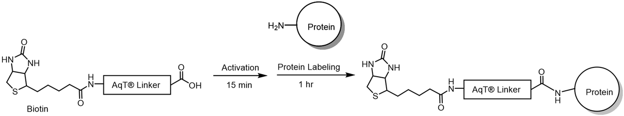 AqT® biotin protein labeling via amide formation