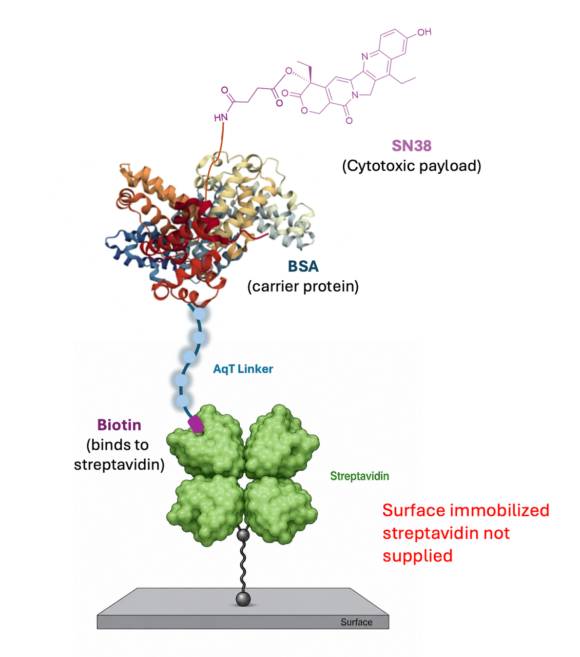 AqT® Biotinylated BSA-SN38 Streptavidin Assay Format