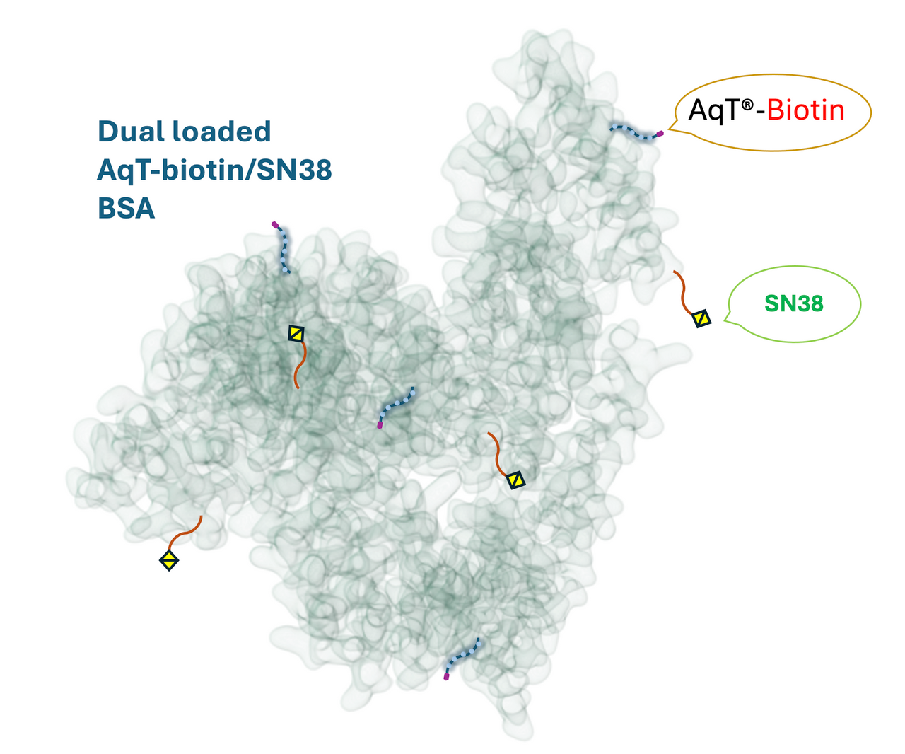 AqT® Biotinylated BSA-SN38 Cartoon