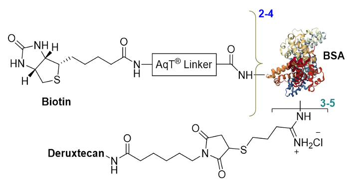 Chemical Structure of CM86171 AqT® biotinylated BSA–Deruxtecan conjugate