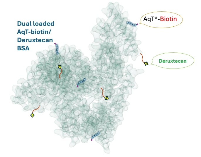 Cartoon representation of CM86171 AqT® biotinylated BSA–Deruxtecan conjugate