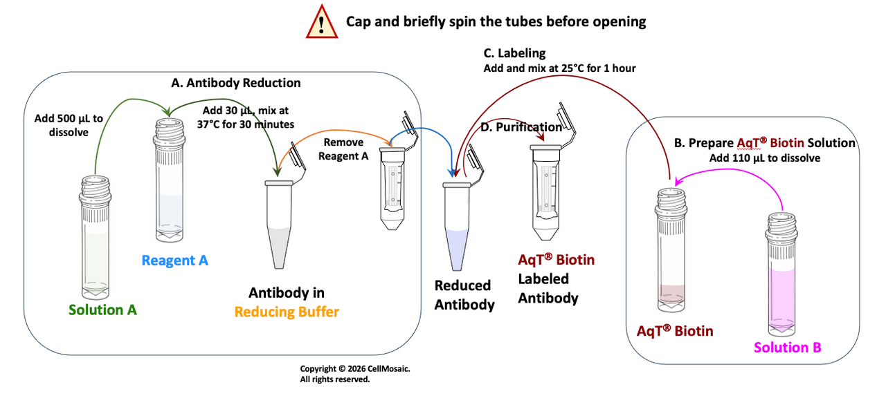 Workflow for Preparing AqT® Antibody Biotinylation (3 mg scale reaction) within 2 Hours