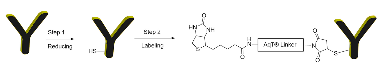 AqT® Antibody Biotinylation via Amide Formation