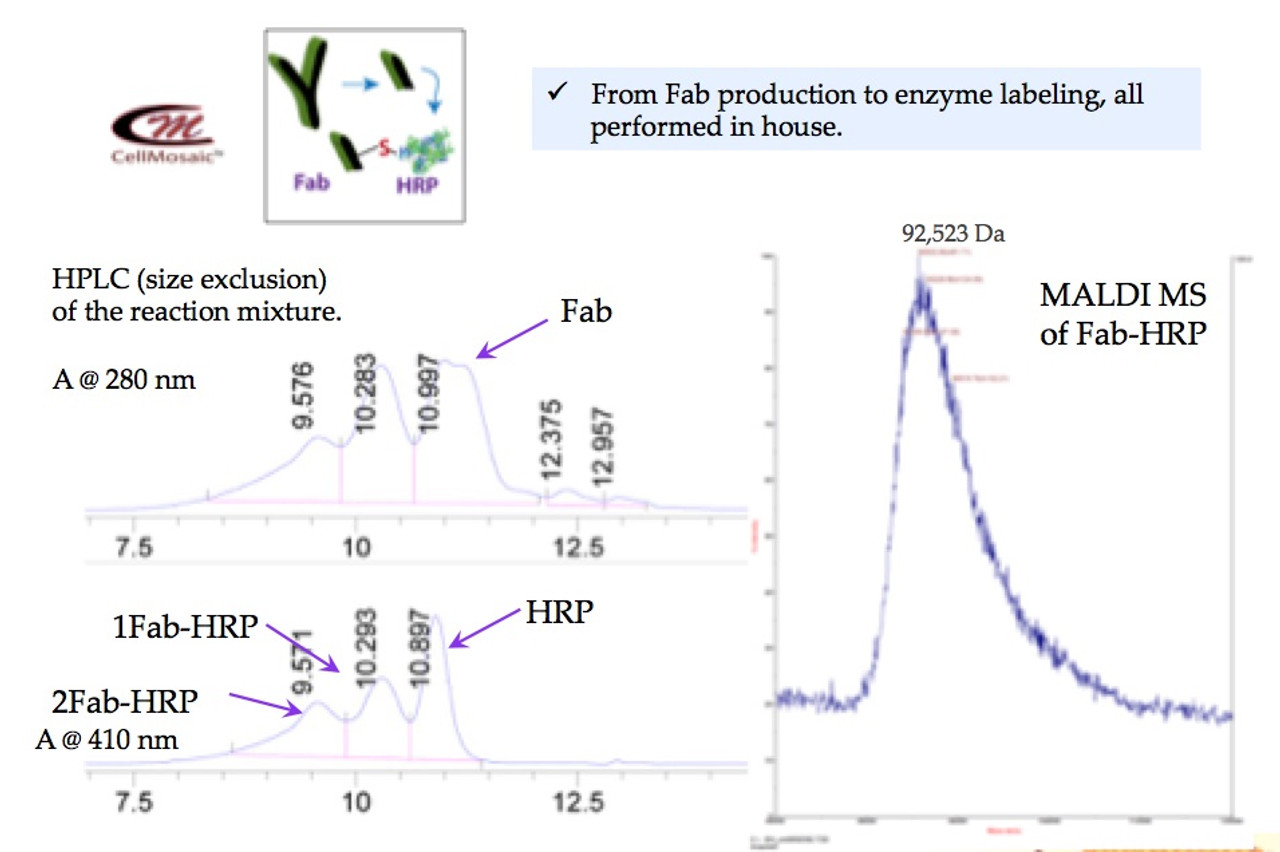 Example 1: Controlled label plus advanced purification technique to obtain a single labeled FAB-HRP